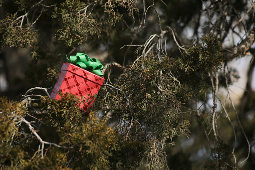 Red Christmas Present with Green Bow sits in a Juniper Tree