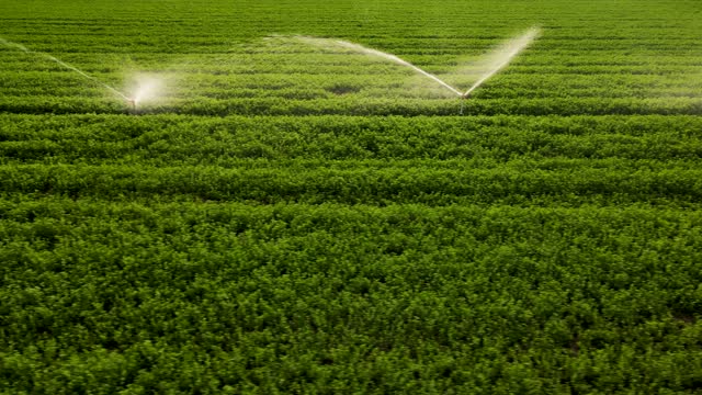 Irrigation system in agricultural field with sun light. Aerial view with camera movement