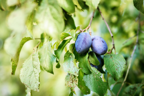 blue ripe plum in home orchard width shallow focus