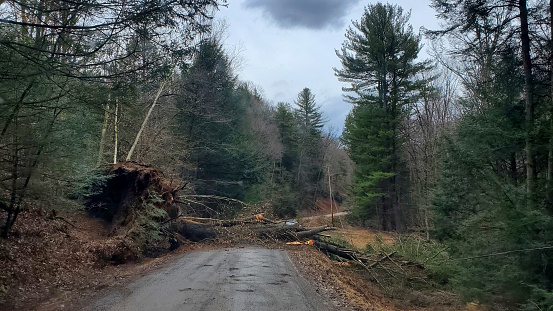 A large pine tree blown down by a storm blocks a rural road, creating an obstacle for drivers. The aftermath of the disaster is visible in the fallen tree trunk and roots.