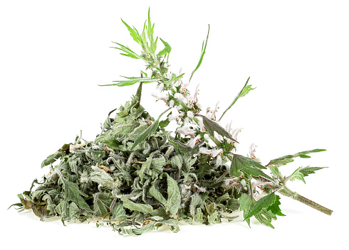 Pile of dried motherwort plant and fresh branch of motherwort isolated on a white background. Herbal medicine - Leonurus Cardiaca.