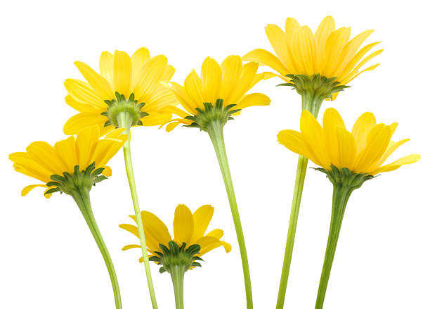 Amarillo daisy - foto de stock