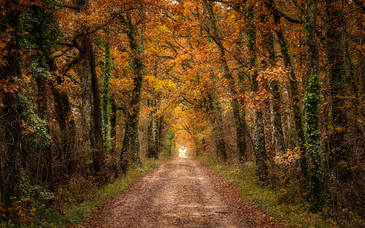 A track through an autumnal forest in the Dordogne region of France with a house at the end of the tunnel of orange foliage