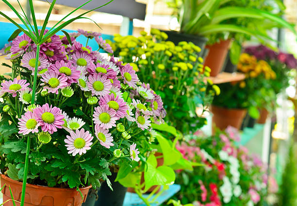 istock Colorful flowers in garden 186349512