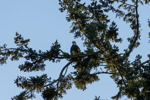 A bald eagle resting on the branch of an evergreen tree
