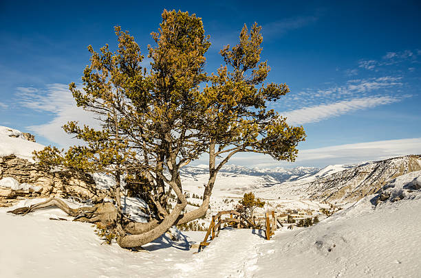 Whitebark pine (Pinus albicaulis) - foto de stock