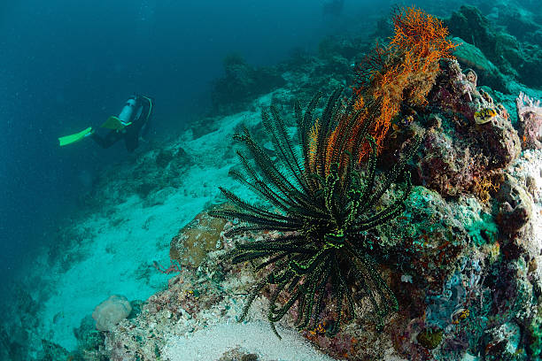 istock dark green feather starl in Mabul, Malaysia 186350013