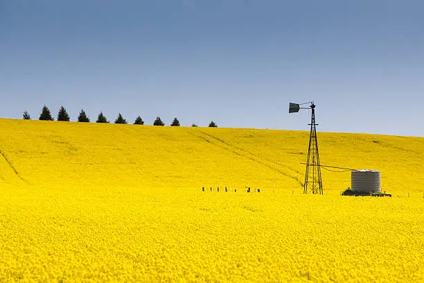Canola fields shine on a clear sunny day near Creswick in the Victorian goldfields, Australia