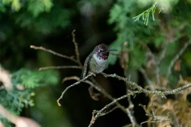 A violet headed hummingbird resting on a branch and looking towards camera