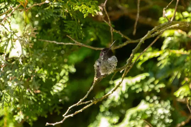 A hummingbird with violet head feathers in a tree looking up