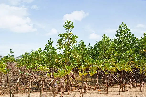 Mangrove Thailand.