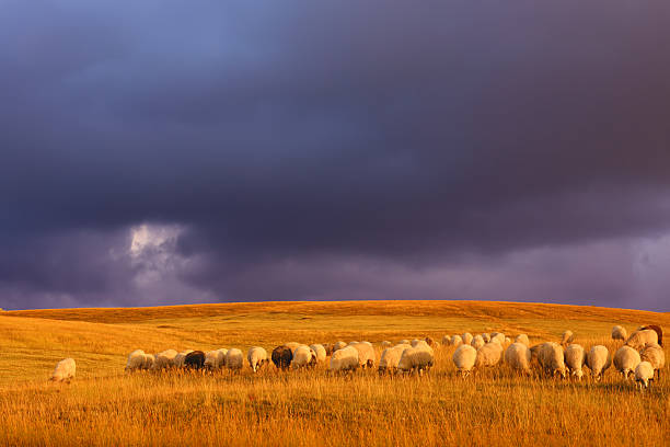 istock Durmitor pastures with a herd of sheep before the sunset 186351111