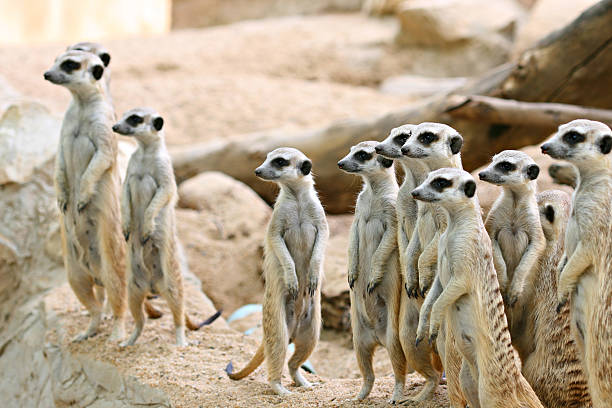 istock Meerkat standing on a rock and looking at same place 186351489