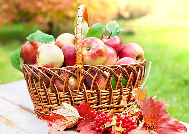istock Organic apples in a basket 186351889