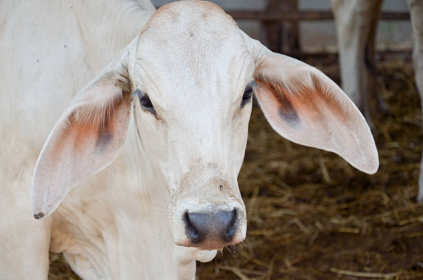 istock Cow in Thailand 186352310