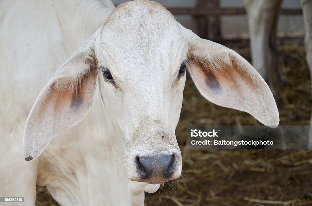 Vaca na Tailândia - Royalty-free Agricultura Foto de stock