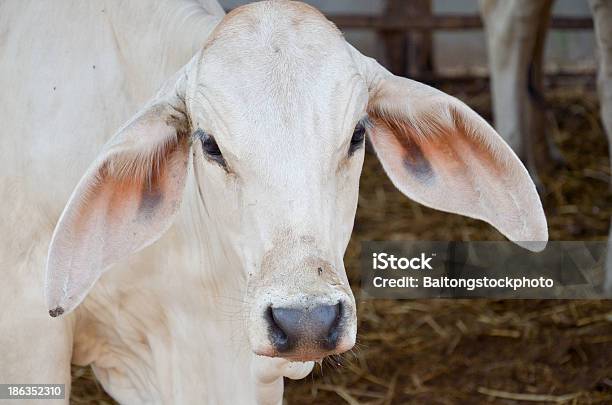 Vaca Na Tailândia - Fotografias de stock e mais imagens de Agricultura - Agricultura, Animal, Animal Doméstico