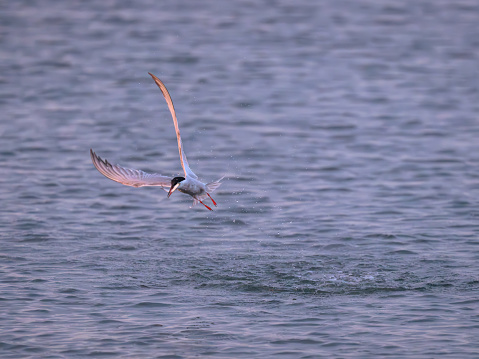 This is a photograph of a Common Tern (sterna hirundo), taken in Massachusetts.