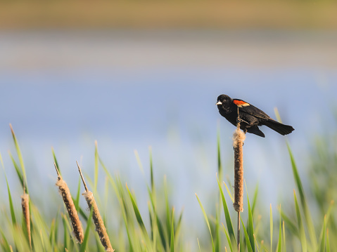 This is a photograph of a Red-winged Blackbird (Agelaius phoeniceus), taken in Massachusetts.