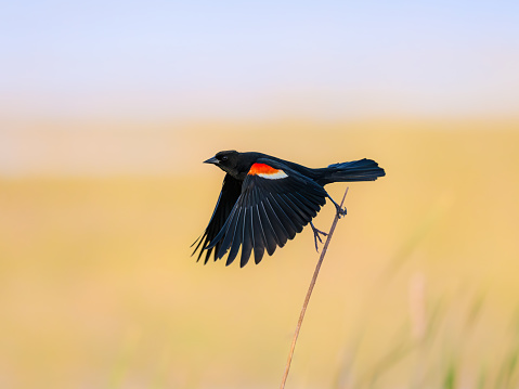 This is a photograph of a Red-winged Blackbird (Agelaius phoeniceus), taken in Massachusetts.