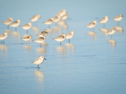 This is a photograph of a flock of Semipalmated Sandpipers (calidris pusilla), taken in Massachusetts.