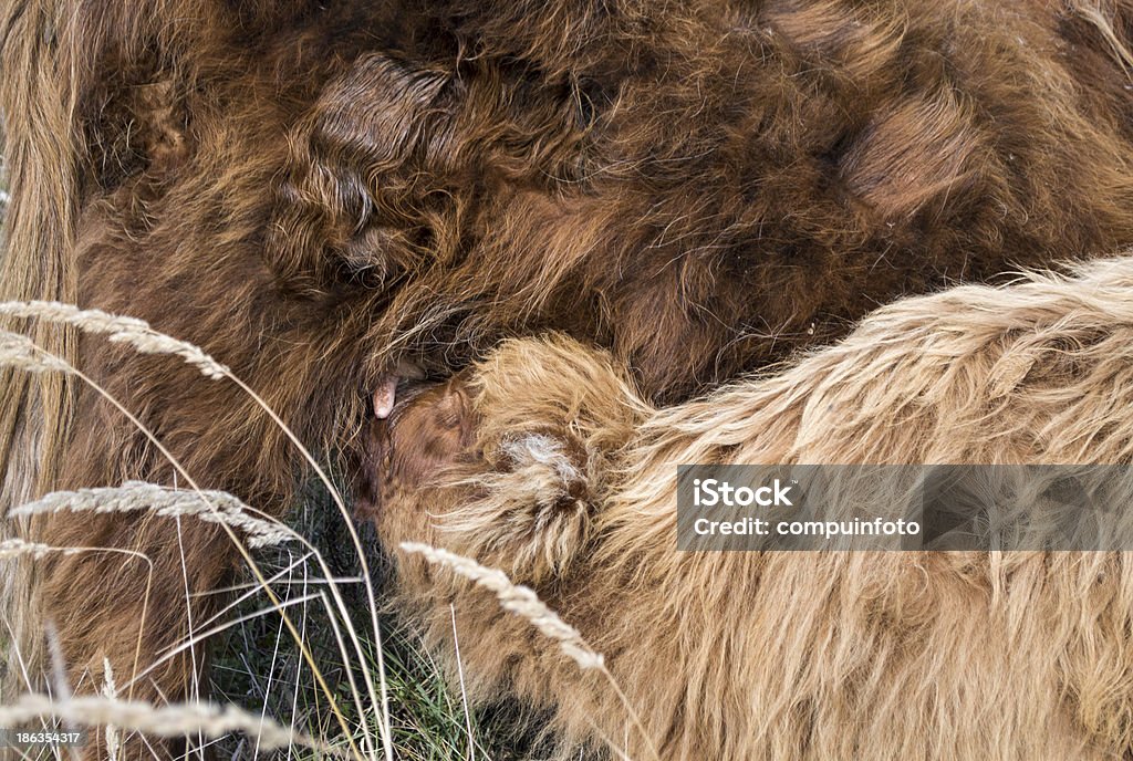 Jovem galloway beber leite em mães de mamilo - Royalty-free Alimentar Foto de stock