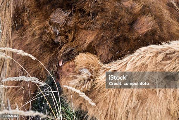 Jovem Galloway Beber Leite Em Mães De Mamilo - Fotografias de stock e mais imagens de Alimentar - Alimentar, Animal, Animal selvagem