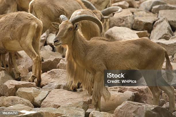Barbary Sheep Stock Photo - Download Image Now - Africa, Animal Wildlife, Brown