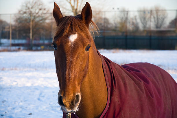 Two loving horses in love with back-light sunset portrait, heads down and together