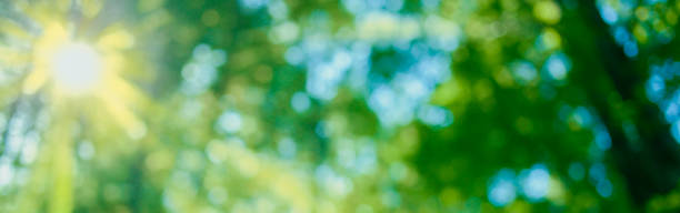 istock green forest blur bokeh banner 1863552409