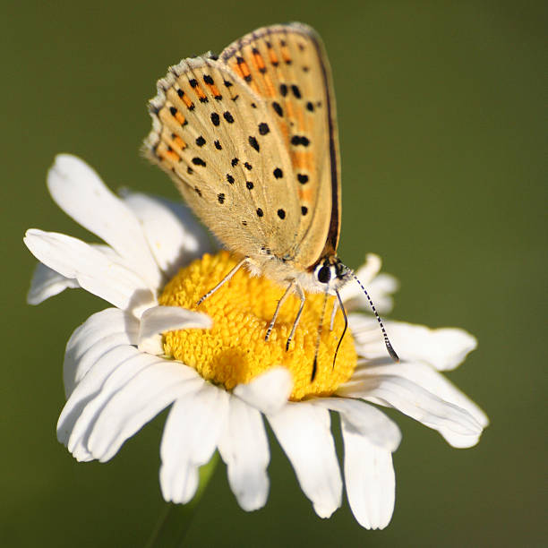 istock The Purple-Shot Copper butterfly on mayweed 186355367