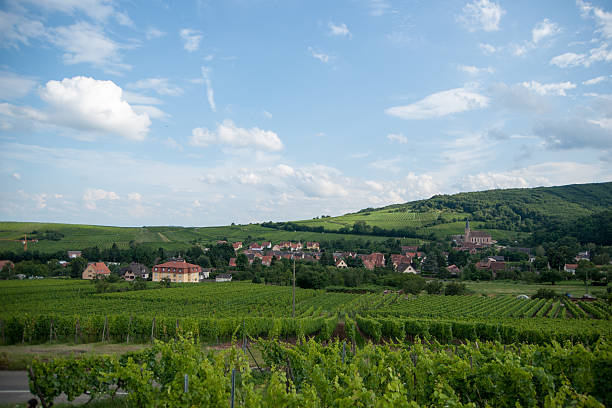 istock Alsace landscape and vinewyard 186355501