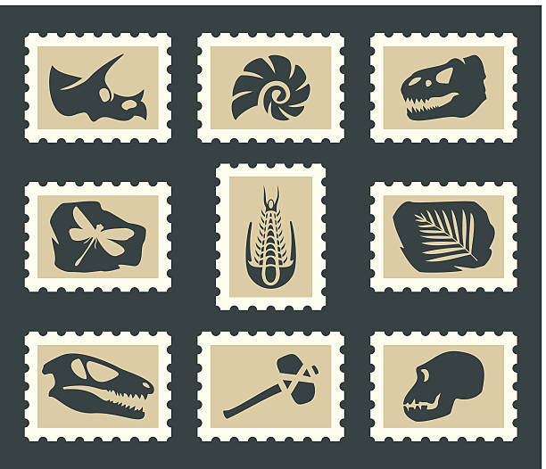 illustrations, cliparts, dessins animés et icônes de fossiles ensemble - trilobite