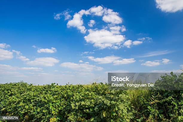 Paisaje De Campo De Shanghai Foto de stock y más banco de imágenes de Agricultura - Agricultura, Aire libre, Aislado