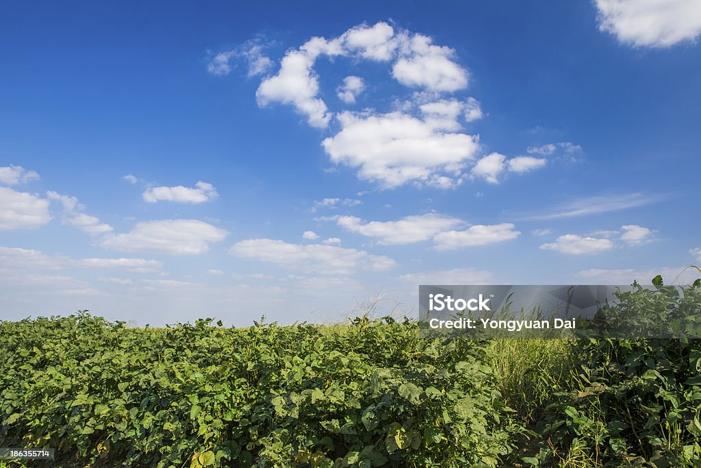 Paisagem de zona Rural Xangai - Foto de stock de Agricultura royalty-free