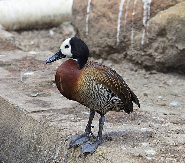 dendrocygne veuf - white faced whistling duck photos et images de collection