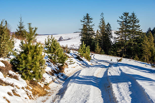 istock trees along the road to mountain in winter 186356195