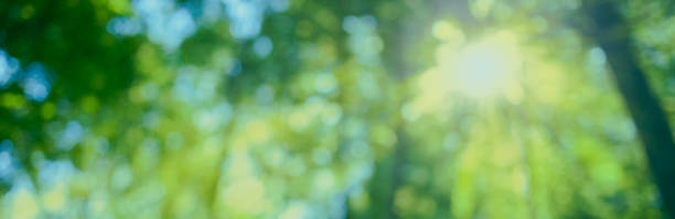 istock green forest blur bokeh banner 1863563047