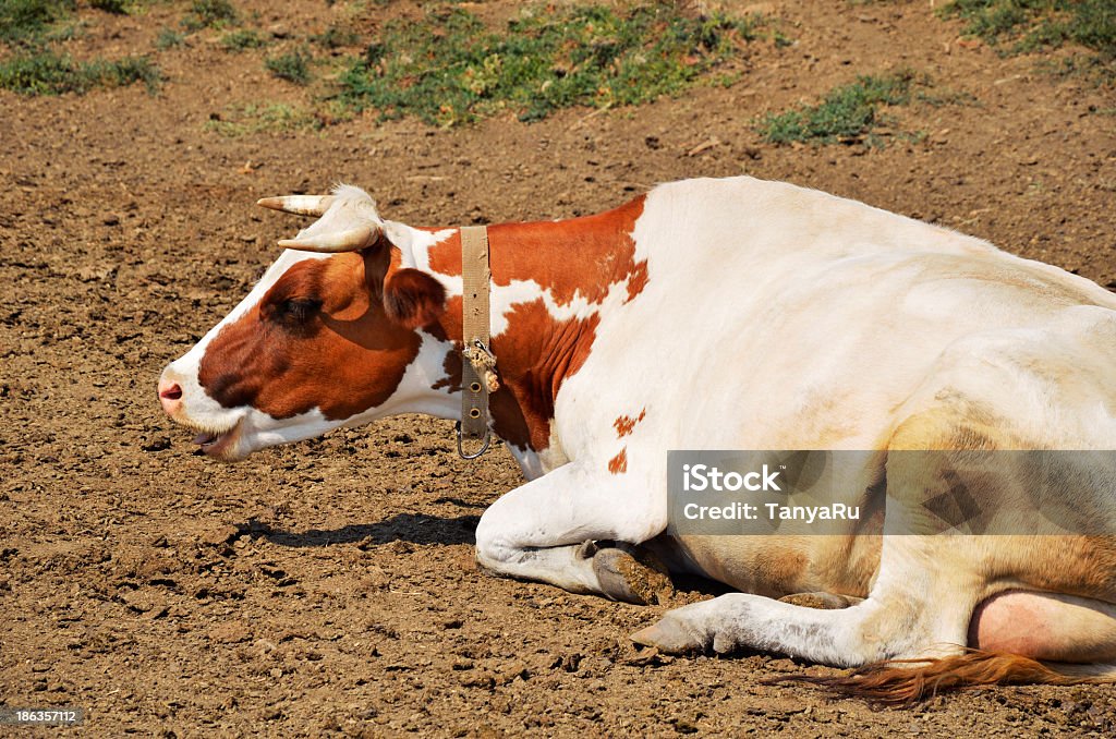 Desiguais vaca deitado no chão - Foto de stock de Gado Ayrshire royalty-free