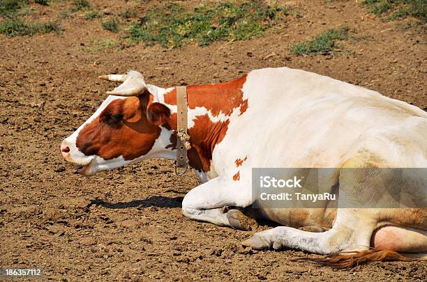 Foto de Desiguais Vaca Deitado No Chão e mais fotos de stock de Gado Ayrshire - Gado Ayrshire, Agricultura, Animal