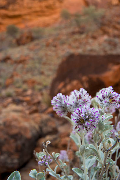 Ptilotus obvatus, commonly known as the Cotton Bush or Silver Mulla, here shown with the orange rock background of the Kennedy Ranges in Western Australia. A wildflower with a distribution across much of the middle arid portion of Australia, missing the wetter south and the tropical north.