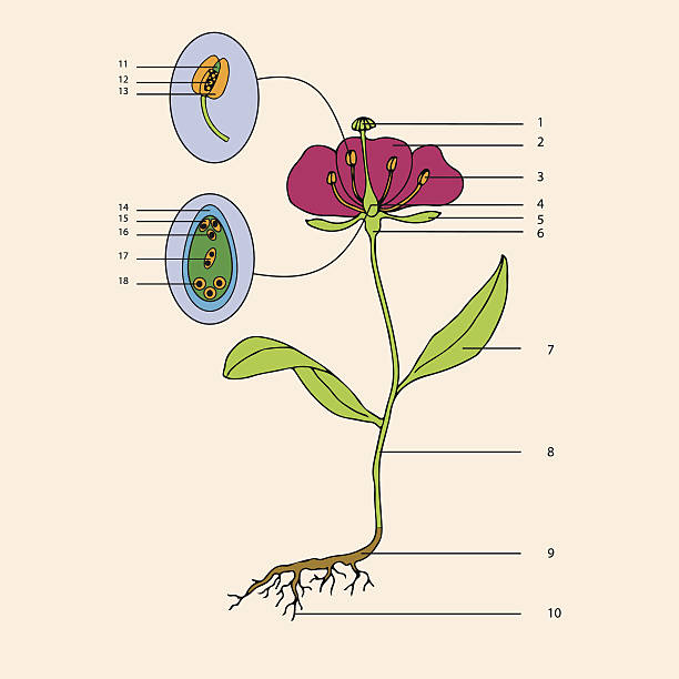 botanic, blume morphologie - flower anatomy stock-grafiken, -clipart, -cartoons und -symbole