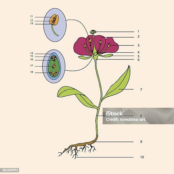 Botanic Fleur Morphologie Vecteurs libres de droits et plus d'images vectorielles de Fleur - Flore - Fleur - Flore, Morphologie, Ordre