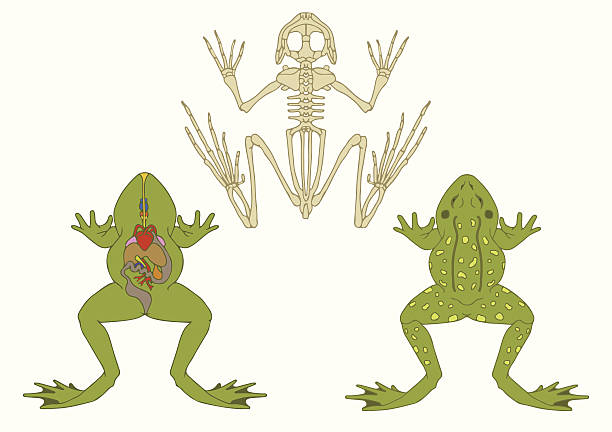 żaba, zoologia, anatomia płaz, - animal skull animal bone anatomy animal stock illustrations