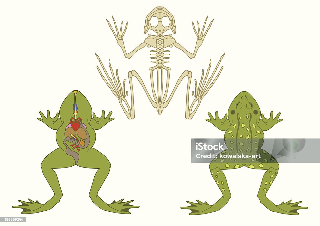 frog, zoology, anatomy of amphibian, zoology, anatomy of amphibian, cross-section and skeleton Frog stock vector