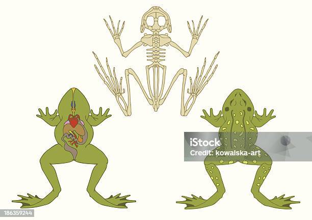 Frog Zoology Anatomy Of Amphibian Stock Illustration - Download Image Now - Frog, Anatomy, Dissection