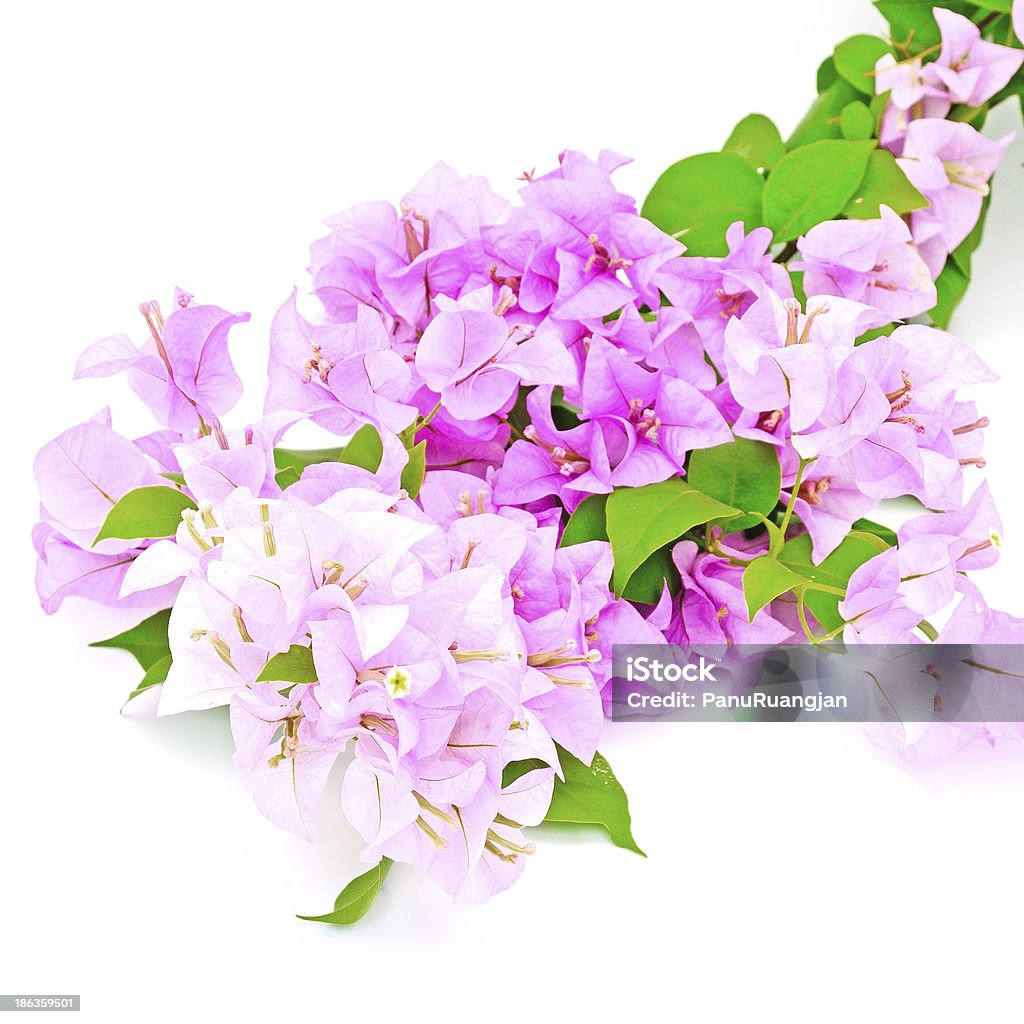 Bougainvillea Tropical Bougainvillea flower, isolated on a white background Beauty Stock Photo