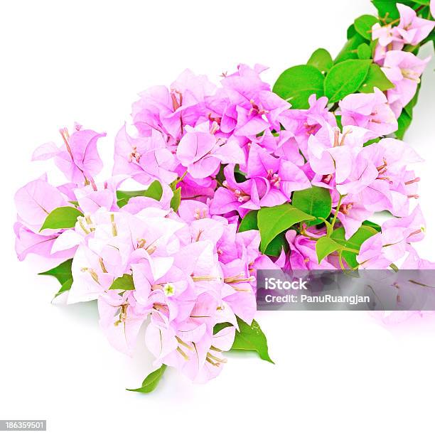 Bougainvillea Stock Photo - Download Image Now - Beauty, Beauty In Nature, Blossom