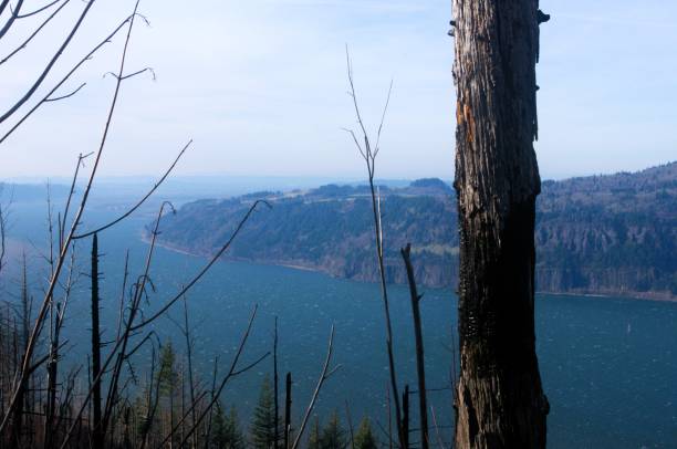 istock View of the Columbia River seen from behind trees 1863595107