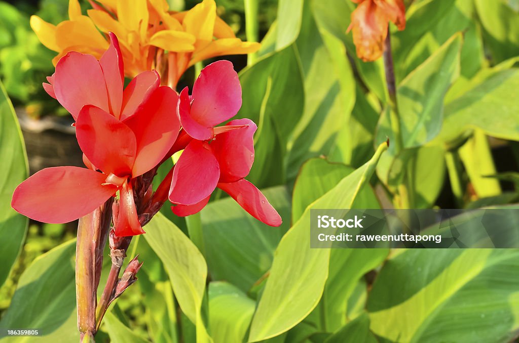 Brightly colored scarlet canna lily flowers Brightly canna lily flowers Botany Stock Photo
